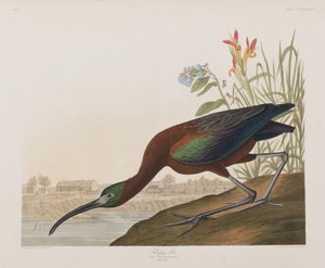 Illustrazione da 