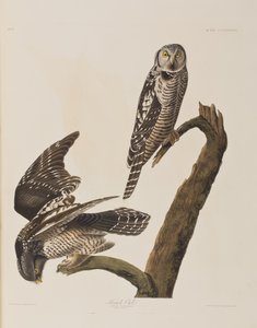 Illustrazione da 