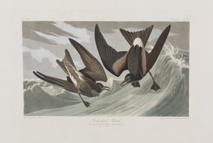 Illustrazione da 