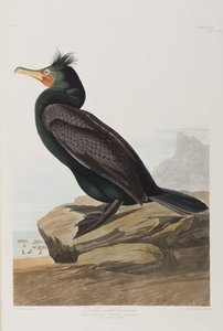 Illustrazione da 