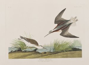 Illustrazione da 