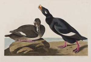 Illustrazione da 