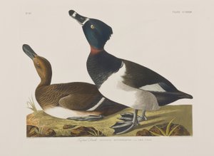 Illustrazione da 