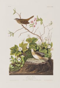 Illustrazione da 