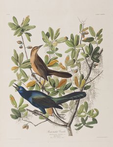Illustrazione da 