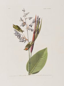 Illustrazione da 