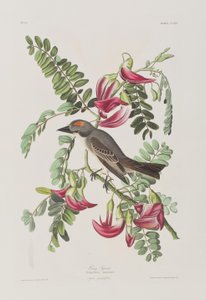 Illustrazione da 