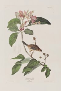 Illustrazione da 