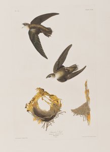 Illustrazione da 