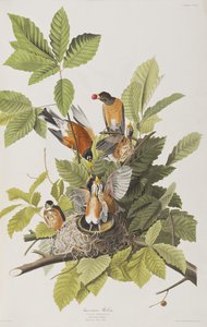 Illustrazione da 