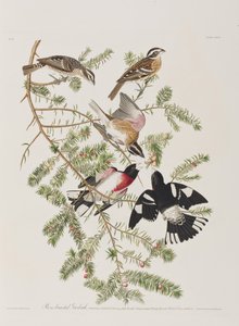 Illustrazione da 
