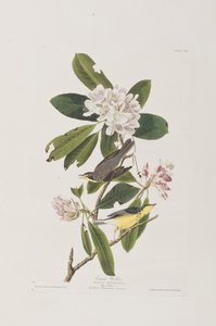 Illustrazione da 