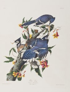 Illustrazione da 
