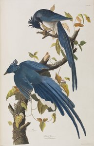 Illustrazione da 