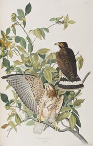 Illustrazione da 