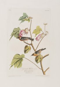 Illustrazione da 