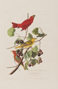 Illustrazione da 