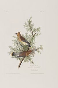 Illustrazione da 