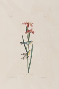 Illustrazione da 