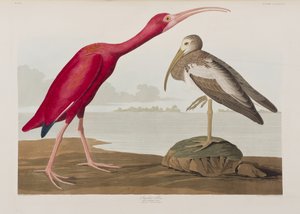 Illustrazione da 