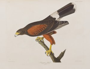 Illustrazione da 