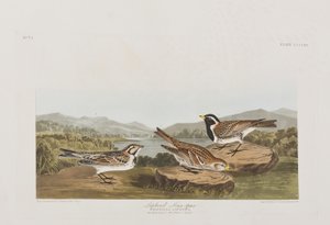 Illustrazione da 