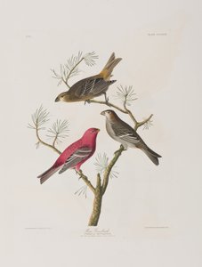 Illustrazione da 