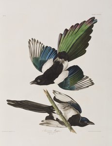 Illustrazione da 