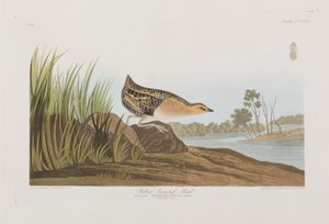 Illustrazione da 