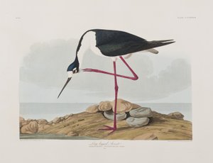 Illustrazione da 