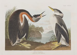 Illustrazione da 