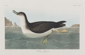 Illustrazione da 