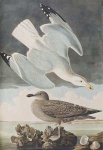 Illustrazione da 