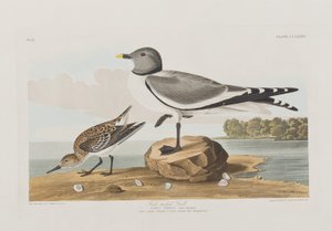 Illustrazione da 