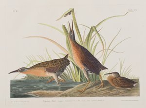 Illustrazione da 