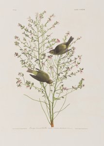Illustrazione da 