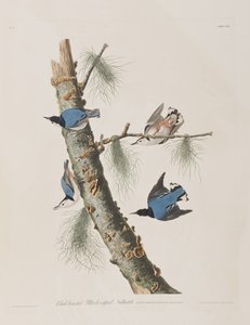 Illustrazione da 