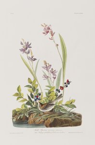 Illustrazione da 