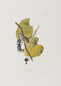 Illustrazione da 