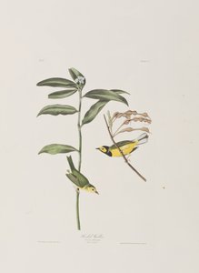 Illustrazione da 