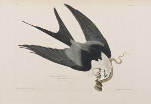 Illustrazione da 