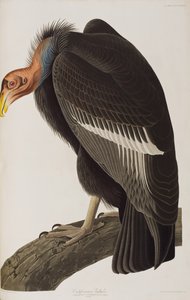 Illustrazione da 