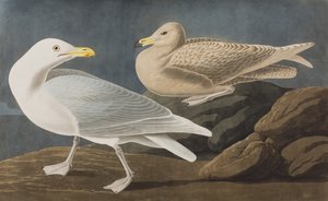Illustrazione da 