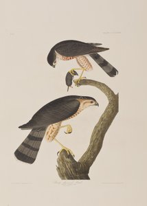 Illustrazione da 