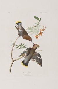 Illustrazione da 