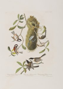 Illustrazione da 
