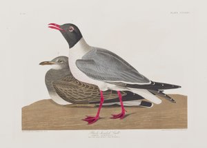 Illustrazione da 