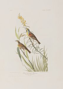 Illustrazione da 