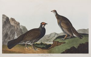 Illustrazione da 