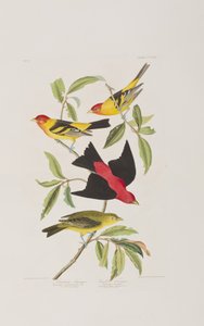 Illustrazione da 